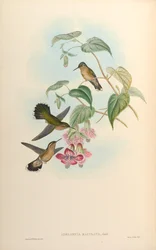 Adelomyia maculata = Adelomyia melanogenys maculata